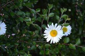 white flowers among green branches closeup