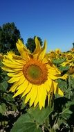 big sunflower in the field