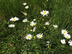 chamomile on alpine meadow