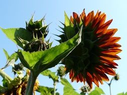 sunflower with a green stalk against a blue sky