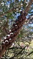 ripe seede of Purple Bottlebrush on plant