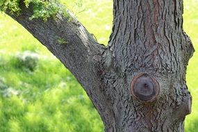 tree bark in detail close-up