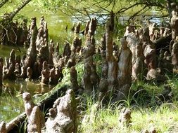 unusual trees in the water