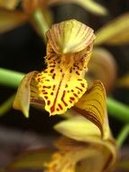yellow spotted orchid close-up