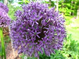 spherical violet inflorescence of allium