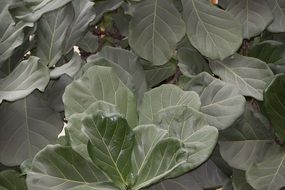 dusty leaves