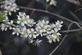 white flowers as a spring decoration