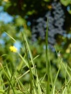 green spring grass in a meadow in the forest on a blurred background