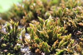 Moss close-up