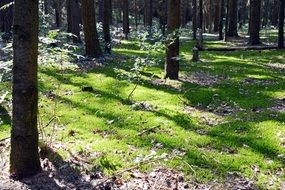 green moss covers the thicket