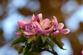 pink flowers on a branch on a blurred background