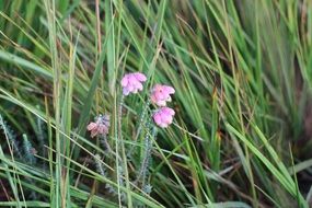 small pink flowers in tall green grass