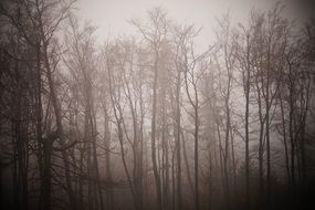 Winter Fog Trees Forest Nature