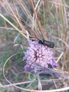 large insect on a light purple flower