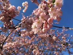 Tree Cherry Spring Blossom