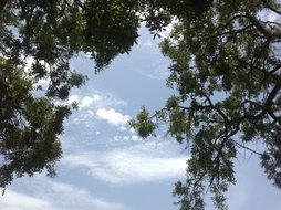 blue sky behind green branches