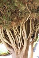 Closeup photo of pine tree with many branches