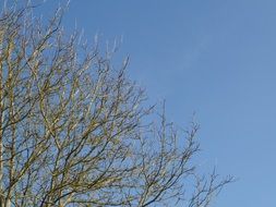 bare Tree top at blue sky