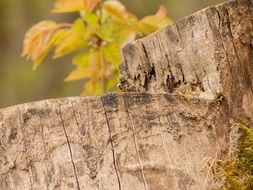 Macro photo of the old dry Tree Stump and colorful leaves