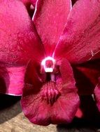 bright orchid close-up