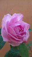 Beautiful rose flower blossoms in nature
