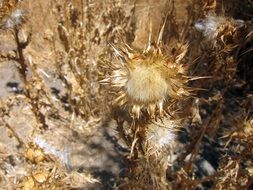 Wild thorny thistle plant