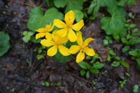 yellow spring flowers grow in spring forest