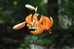 Close-up of the beautiful orange lily with buds among the green plants under the bright sun