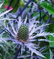 silver thistle close up