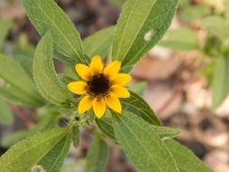 wild plant with yellow flower