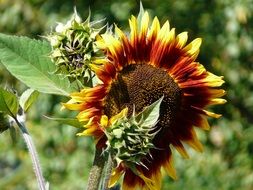 sunflower with dark petals under the bright sun