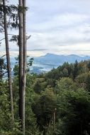 blue Lake behind green Forest, switzerland, Lucerne