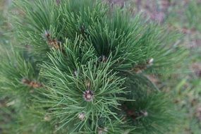 green spruce in the forest close-up