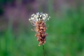 Plantago lanceolata or Narrow-Leaved Plantain