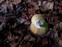 mushroom among dry leaves