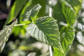 Leaves Green Raspberry