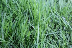 tall green grass close up