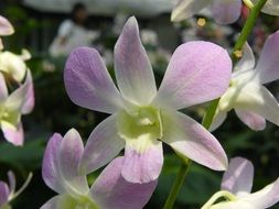 delicate orchid flowers in Singapore botanical garden
