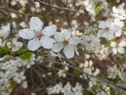 white spring bloom of a apple tree