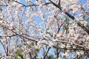 white flowers on pear branches