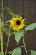 ornamental sunflower in countryside