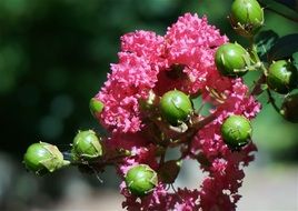 Crepe Myrtle
