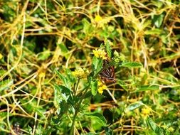 Butterfly on Plants