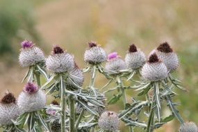Thistles on the Alps