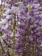 Wistaria flowers in summer