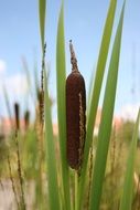 reed on marshland
