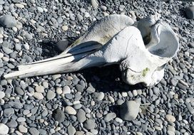 bone on the south coast of iceland