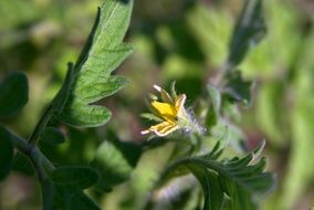 Tomato Flower