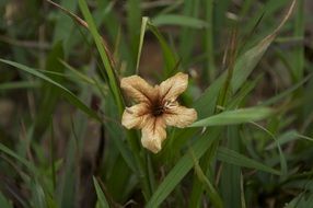 Lily Dry Flower Grass Nature