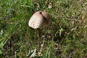 toxic mushrooms on the wild meadow